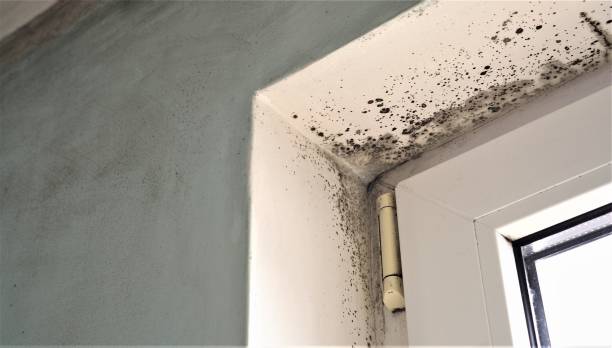 Best Commercial Mold Inspection  in Gloucester, MA